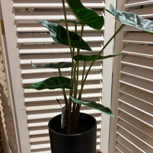 Caladium plantje in pot